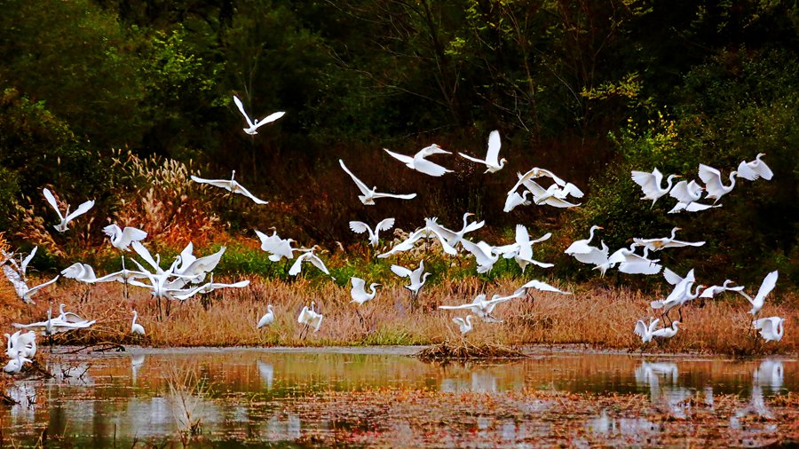 白鷺翩躚舞初冬。吳康軍攝