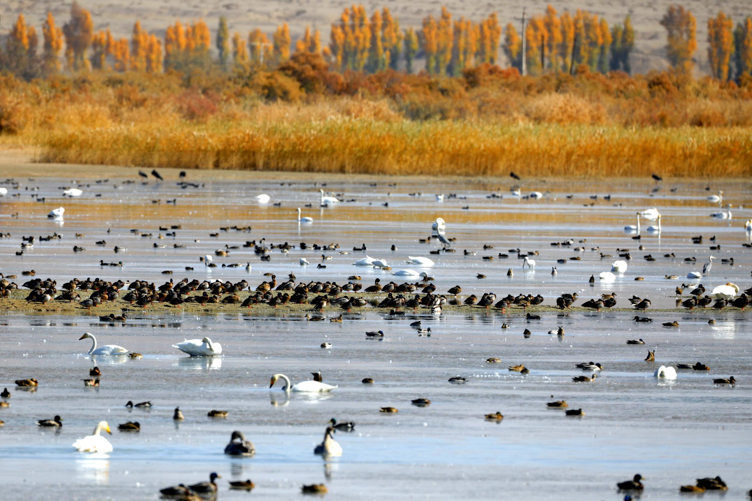 天鵝飛抵高臺縣黑河濕地嬉戲覓食、棲息越冬。尹昭霞攝