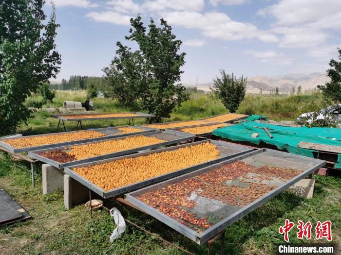 圖為肅北蒙古族自治縣的“李廣杏”。(資料圖) 受訪者供圖