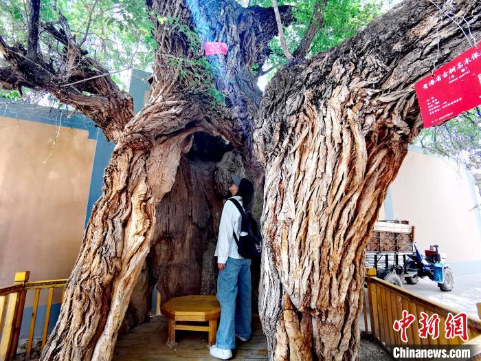 青海海東市阿河灘地質(zhì)文化村：古樹新枝、丹山碧水