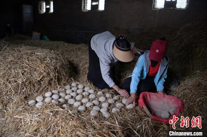 酒曲成型之后入曲房，入室之前要灑水，再鋪青稞草，防止曲塊的水分被吸走，曲房內(nèi)有通風(fēng)道、窗戶、暖氣、電熱爐等各種控制曲房溫度的設(shè)備。圖為5月10日，工作人員將成型的曲塊搬運到曲房。九美旦增　攝