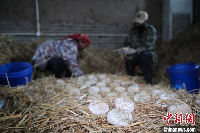 酒曲從曲坯入房培養(yǎng)到培養(yǎng)結(jié)束，整個培養(yǎng)周期控制在4至8天，曲坯的要求光滑，軟硬適宜，手按曲坯不松散，結(jié)實，薄厚一致。圖為5月10日，工作人員準備將培養(yǎng)好的曲坯拿到外面晾曬。九美旦增　攝