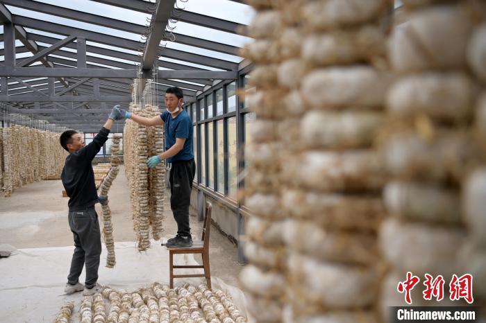 圖為5月10日，工作人員將用青稞面和青稞草等制成的曲坯用繩子串起來晾曬。九美旦增　攝