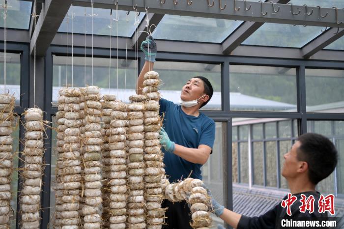 圖為5月10日，工作人員將用青稞面和青稞草等制成的曲坯用繩子串起來晾曬。九美旦增　攝