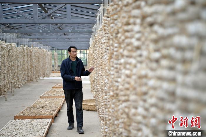 圖為5月10日，工作人員檢查晾曬的曲胚。九美旦增　攝