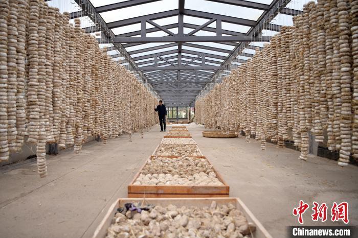 圖為5月10日，工作人員檢查晾曬的曲胚。九美旦增　攝