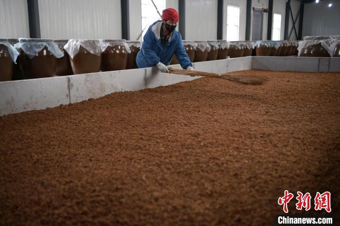 圖為5月10日，工作人員整理鋪撒的酒醅。九美旦增　攝