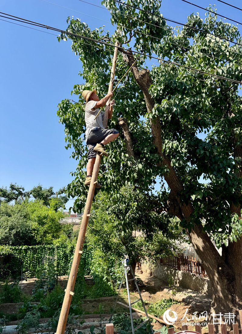 什川古梨園果農(nóng)魏至玉正踩著蜈蚣梯修剪自家的百年梨樹。人民網(wǎng)記者 焦隆攝