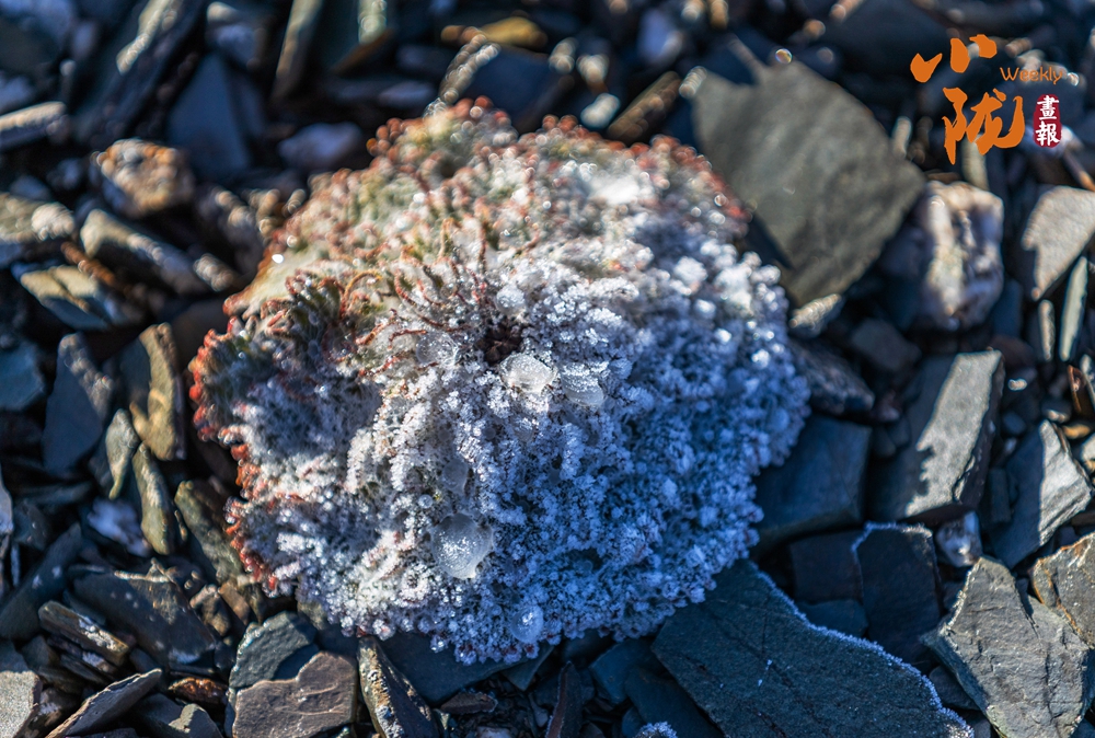 【小隴畫報·476期】張掖：植物無聲息 生命有回響