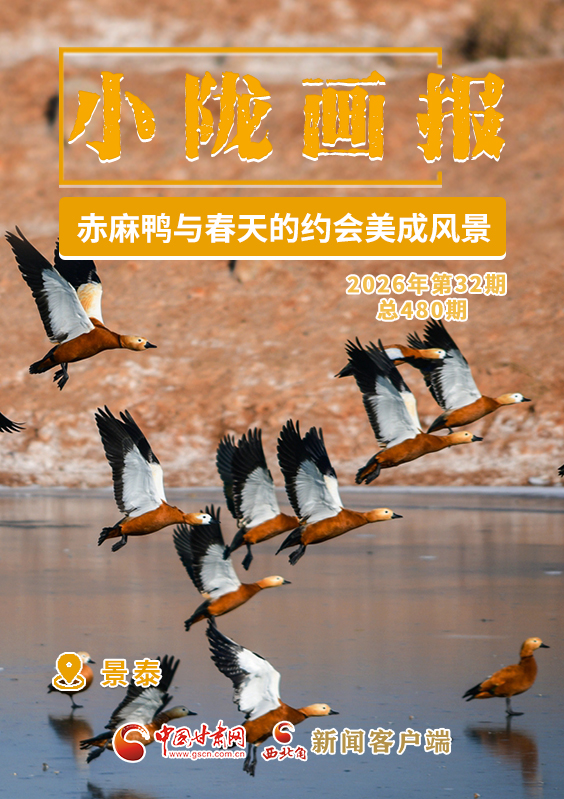 【小隴畫報(bào)·480期】景泰:赤麻鴨與春天的約會(huì)美成風(fēng)景