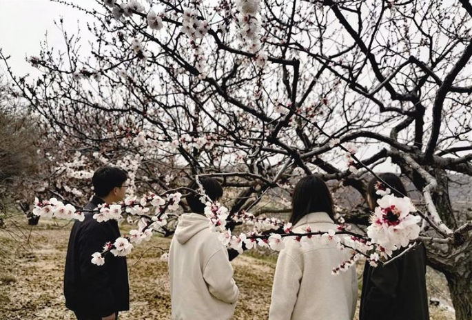 又見西固金溝杏花滿枝頭