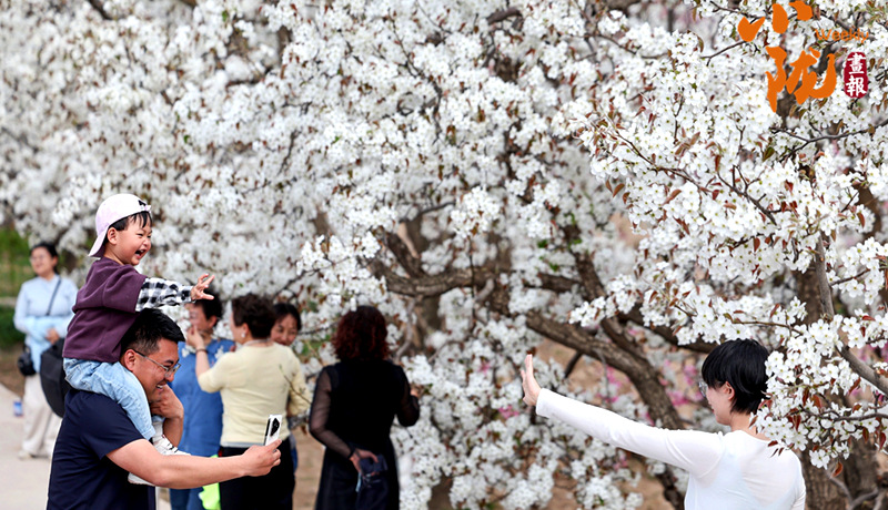 【小隴畫報·483期】皋蘭：梨花成雪，半園春秋半園詩